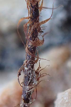 Cheilanthes acrostica \ Mauer-Lippenfarn / Scented Lip Fern, Samos Limnionas 18.4.2017