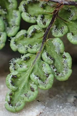 Cheilanthes acrostica \ Mauer-Lippenfarn / Scented Lip Fern, Samos Limnionas 18.4.2017