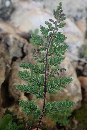 Cheilanthes acrostica \ Mauer-Lippenfarn / Scented Lip Fern, Samos Limnionas 18.4.2017