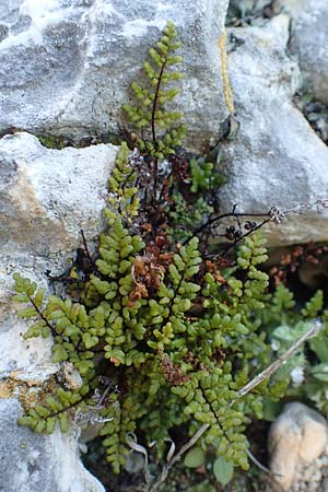 Cheilanthes acrostica \ Mauer-Lippenfarn / Scented Lip Fern, Samos Limnionas 18.4.2017
