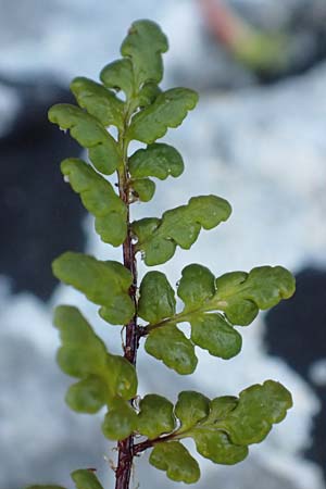 Cheilanthes acrostica \ Mauer-Lippenfarn / Scented Lip Fern, Samos Limnionas 18.4.2017