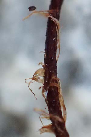 Cheilanthes acrostica \ Mauer-Lippenfarn / Scented Lip Fern, Samos Limnionas 18.4.2017