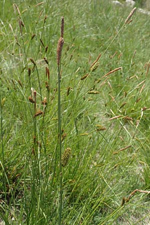 Carex distans \ Entfernthrige Segge, Lcken-Segge / Distant Sedge, Samos Ireon 13.4.2017