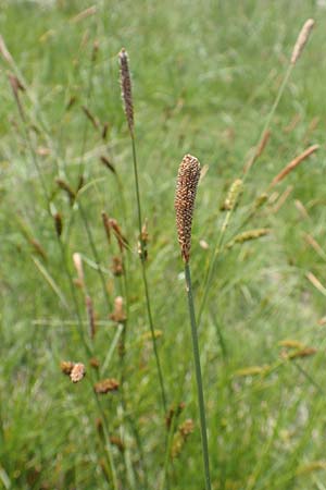 Carex distans \ Entfernthrige Segge, Lcken-Segge / Distant Sedge, Samos Ireon 13.4.2017
