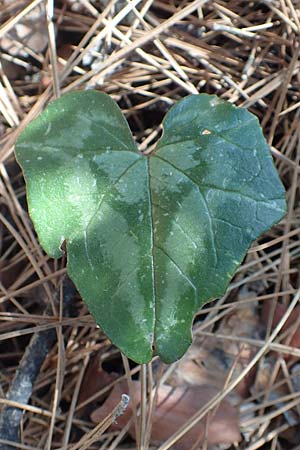 Cyclamen hederifolium \ Efeublttriges Alpenveilchen, Herbst-Alpenveilchen / Ivy-Leaved Cyclamen, Sowbread, Samos Kallithea 18.4.2017
