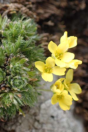 Draba heterocoma subsp. archipelagi \ Zwerg-Felsenbl�mchen / Mossy Whitlowgrass, Samos Lazaros in Mt.  Ambelos 12.4.2017