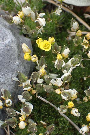 Draba heterocoma subsp. archipelagi \ Zwerg-Felsenbl�mchen / Mossy Whitlowgrass, Samos Lazaros in Mt.  Ambelos 12.4.2017
