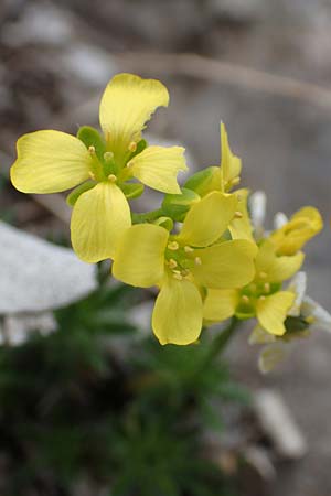 Draba heterocoma subsp. archipelagi \ Zwerg-Felsenbl�mchen / Mossy Whitlowgrass, Samos Lazaros in Mt.  Ambelos 12.4.2017