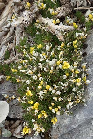Draba heterocoma subsp. archipelagi \ Zwerg-Felsenbl�mchen / Mossy Whitlowgrass, Samos Lazaros in Mt.  Ambelos 12.4.2017
