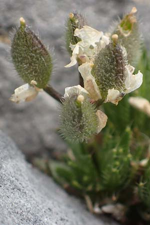 Draba heterocoma subsp. archipelagi \ Zwerg-Felsenbl�mchen / Mossy Whitlowgrass, Samos Lazaros in Mt.  Ambelos 12.4.2017
