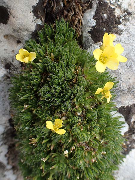 Draba heterocoma subsp. archipelagi \ Zwerg-Felsenbl�mchen / Mossy Whitlowgrass, Samos Lazaros in Mt.  Ambelos 12.4.2017
