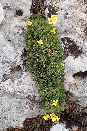 Draba heterocoma subsp. archipelagi \ Zwerg-Felsenbl�mchen / Mossy Whitlowgrass, Samos Lazaros in Mt.  Ambelos 12.4.2017