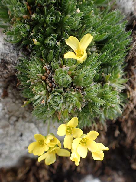 Draba heterocoma subsp. archipelagi \ Zwerg-Felsenbl�mchen / Mossy Whitlowgrass, Samos Lazaros in Mt.  Ambelos 12.4.2017