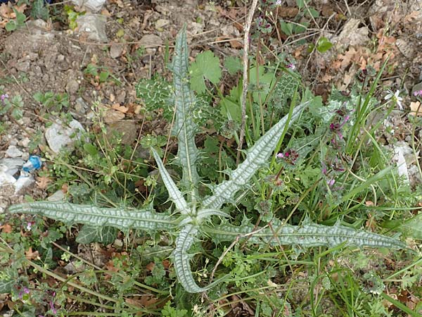 Picnomon acarna \ Akarna-Kratzdistel, Federdistel, Samos Mt. Ambelos 12.4.2017