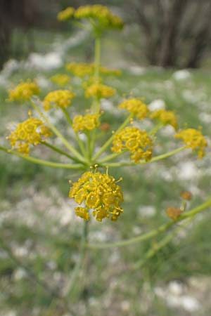 Ferulago humilis \ Niedrige Birkwurz / Low Fennel, Samos Mytilini 10.4.2017