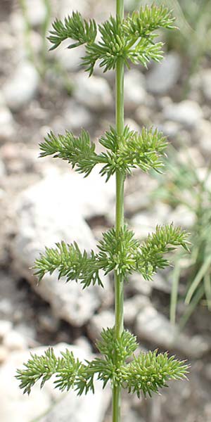 Ferulago humilis \ Niedrige Birkwurz / Low Fennel, Samos Mytilini 10.4.2017