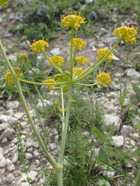 Ferulago humilis \ Niedrige Birkwurz / Low Fennel, Samos Mytilini 10.4.2017