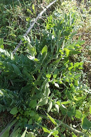 Opopanax hispidus \ Borstige Heilwurz / Hispid Sweet Myrrh, Samos Ambelos 14.4.2017