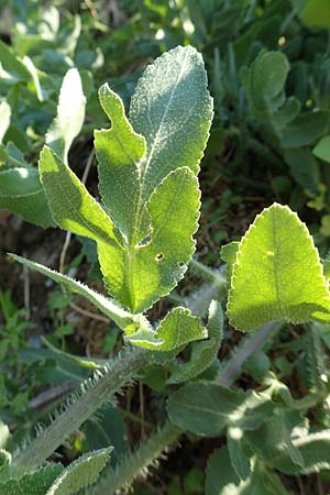 Opopanax hispidus \ Borstige Heilwurz / Hispid Sweet Myrrh, Samos Ambelos 14.4.2017