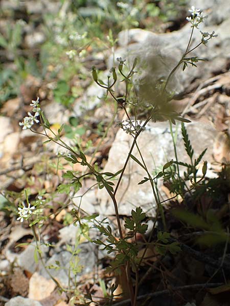 Anthriscus tenerrimus \ Zarter Kerbel / Slender Parsley, Samos Kallithea 18.4.2017