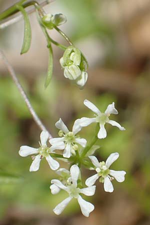 Anthriscus tenerrimus \ Zarter Kerbel / Slender Parsley, Samos Kallithea 18.4.2017