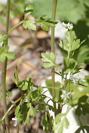 Anthriscus tenerrimus \ Zarter Kerbel / Slender Parsley, Samos Kallithea 18.4.2017