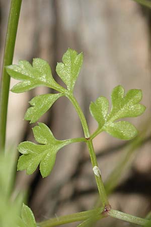 Anthriscus tenerrimus \ Zarter Kerbel / Slender Parsley, Samos Kallithea 18.4.2017