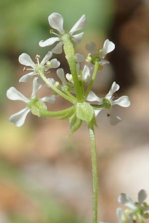 Anthriscus tenerrimus \ Zarter Kerbel / Slender Parsley, Samos Kallithea 18.4.2017