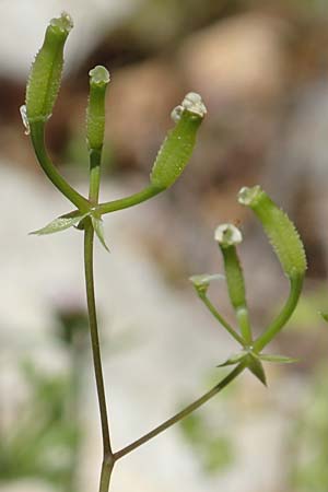 Anthriscus tenerrimus \ Zarter Kerbel / Slender Parsley, Samos Kallithea 18.4.2017