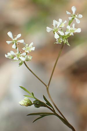 Anthriscus tenerrimus \ Zarter Kerbel / Slender Parsley, Samos Kallithea 18.4.2017
