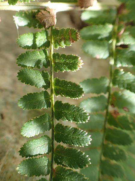 Dryopteris affinis \ Goldschuppen-Farn, Schuppiger Wurmfarn / Scaly Male Fern, Samos Potami 15.4.2017