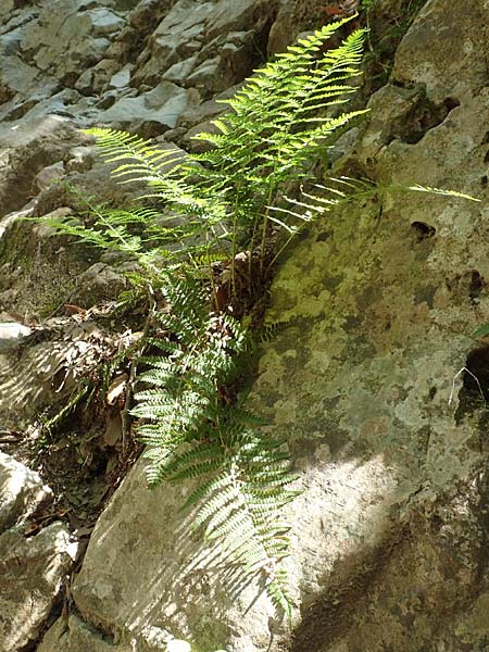 Dryopteris affinis \ Goldschuppen-Farn, Schuppiger Wurmfarn / Scaly Male Fern, Samos Potami 15.4.2017
