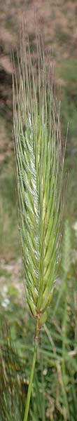 Dasypyrum villosum \ Zottiger Haar-Weizen / Mosquito Grass, Samos Pythagorio 13.4.2017