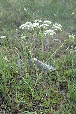 Dichoropetalum chryseum \ Goldener Haarstrang / Golden Hog's Fennel, Samos Myloi 13.4.2017