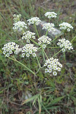 Dichoropetalum chryseum \ Goldener Haarstrang / Golden Hog's Fennel, Samos Myloi 13.4.2017