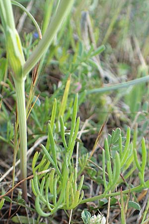 Dichoropetalum chryseum \ Goldener Haarstrang / Golden Hog's Fennel, Samos Myloi 13.4.2017