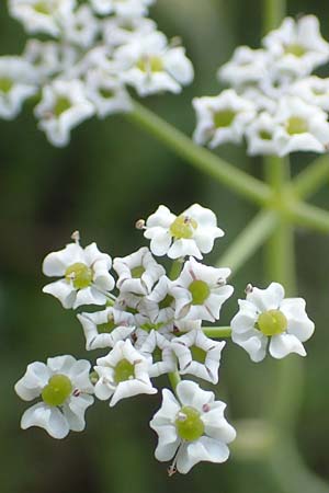 Dichoropetalum chryseum \ Goldener Haarstrang / Golden Hog's Fennel, Samos Myloi 13.4.2017