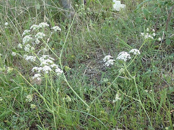 Dichoropetalum chryseum \ Goldener Haarstrang / Golden Hog's Fennel, Samos Myloi 13.4.2017