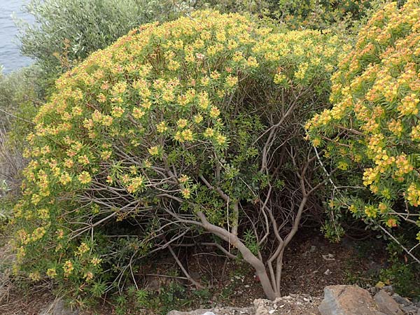 Euphorbia dendroides \ Baumartige Wolfsmilch / Tree Spurge, Samos Spatharei 17.4.2017