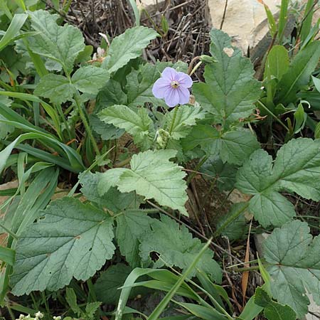 Erodium gruinum \ Reiherschnabel / Iranian Crane's-Bill, Samos Spatharei 17.4.2017