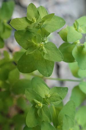 Euphorbia peplus \ Garten-Wolfsmilch / Petty Spurge, Samos Potami 15.4.2017