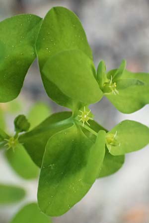 Euphorbia peplus, Garten-Wolfsmilch