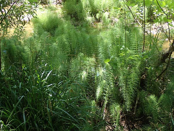 Equisetum telmateia \ Riesen-Schachtelhalm / Great Horsetail, Samos Potami 15.4.2017