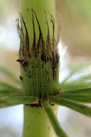 Equisetum telmateia \ Riesen-Schachtelhalm / Great Horsetail, Samos Potami 15.4.2017