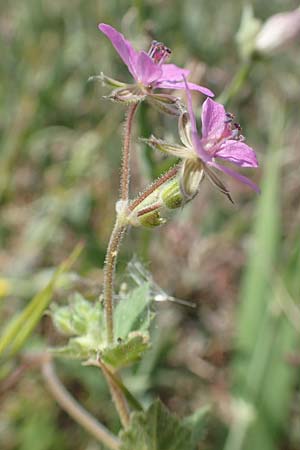 Erodium chium \ Chios-Reiherschnabel / Chios Stork's-Bill, Samos Psili Ammos 16.4.2017
