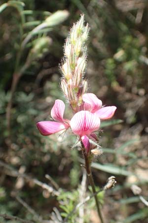 Onobrychis arenaria \ Sand-Esparsette / Hungarian Sainfoin, Samos Paleokastro 11.4.2017