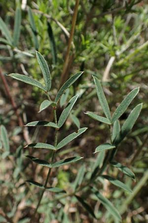 Onobrychis arenaria \ Sand-Esparsette / Hungarian Sainfoin, Samos Paleokastro 11.4.2017