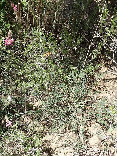 Onobrychis arenaria \ Sand-Esparsette / Hungarian Sainfoin, Samos Paleokastro 11.4.2017