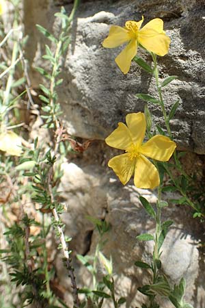 Fumana arabica \ Zwerg-Nadelrschen / Mediterranean Sun-Rose, Samos Paleokastro 11.4.2017