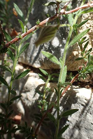 Fumana arabica \ Zwerg-Nadelrschen / Mediterranean Sun-Rose, Samos Paleokastro 11.4.2017